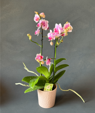 Orchidea mini w doniczce