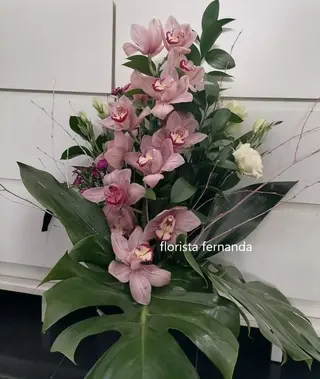 Orquídea Surpresa