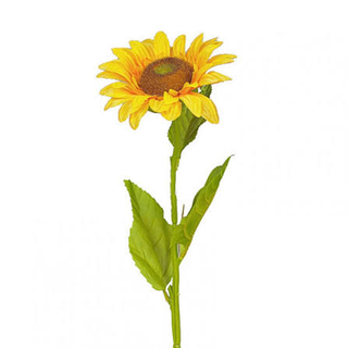 Fiore singolo girasole