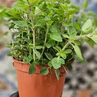 Origano 