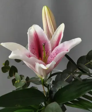Lilium Oriental rosa Unidad