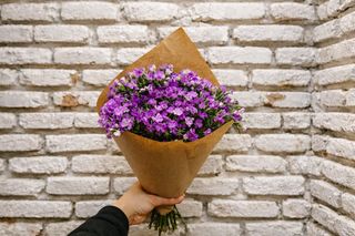 ბარბატუსის პატარა თაიგული