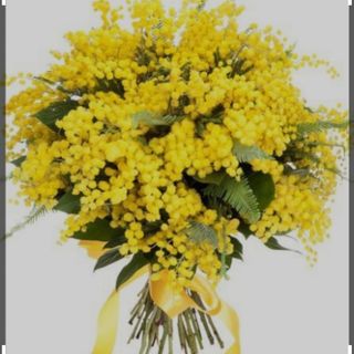 Mazzo mimosa grande