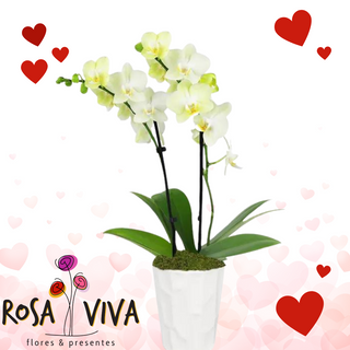Orquídea Branca