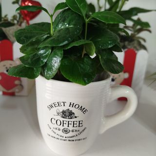 Planta do café, inclui chávena 