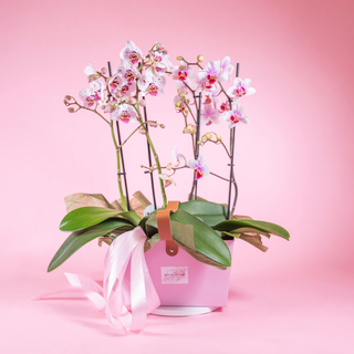 Aranjament cu orhidee