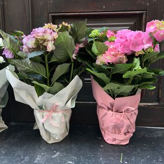 PLANTA INDIVIDUAL HORTENSIA