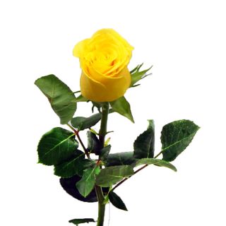 Rosa Amarilla (ROSAFAN)