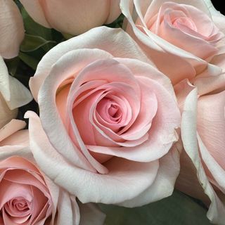 Троянда "Novia"