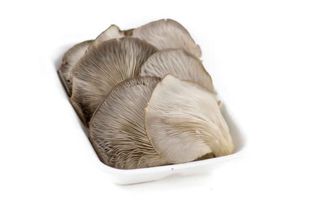 Seta Comun 250 Gr Aprox