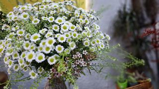 Bouquet Margaridas