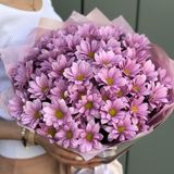 ვარდისფერი ქრიზანთემა