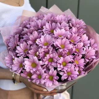 ვარდისფერი ქრიზანთემა