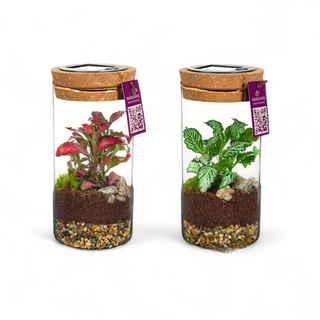 Terrarium cilindro con luce