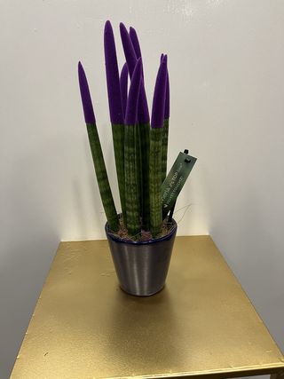 Sansiviera De Colores 