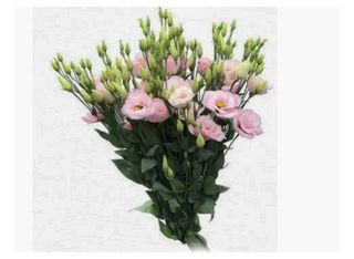 9 Еустоми, Розови | 1 piece