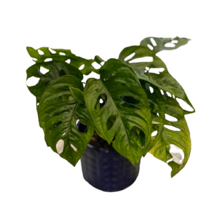 Monstera Monkey