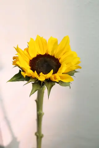Girasol
