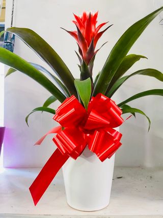 scarlet star plant