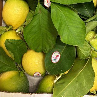 Limoni x premuta kg 4