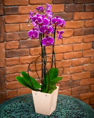 Orhidee Phaleonopsis  2 tije