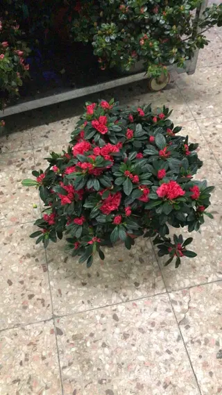Azalea vaso 30 