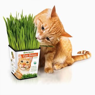 Erva Gateira (Cat Grass)