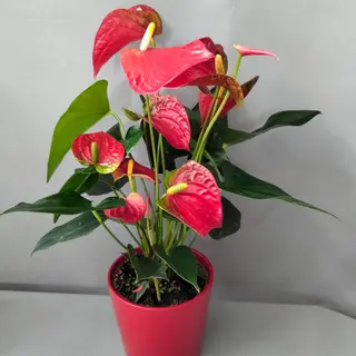 Anthurium rojo con base de cerámica