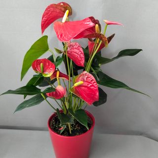 Anthurium con base de cerámica