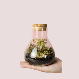 Mini Jardin Eterno