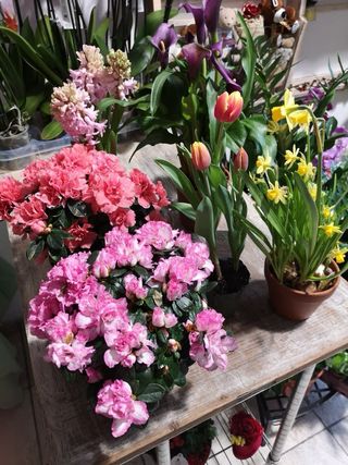 Pianta fiorita  o verde  