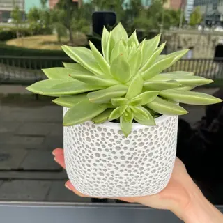 Echeveria w doniczce ceramicznej