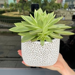 Echeveria w doniczce ceramicznej