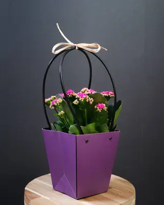 Kalanchoe Ghiveci
