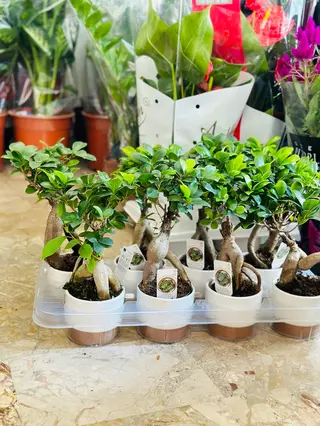 Ficus Bonsai piccolo.