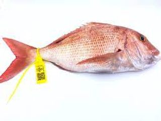 Pargo Salvaje De 800-1Kg