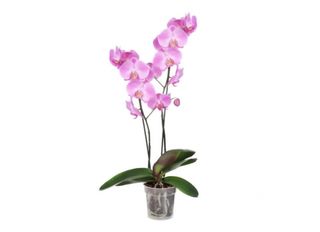 Орхидея, розова