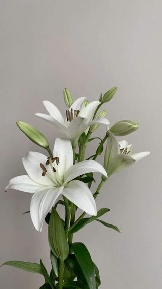 თეთრი ლილიას ტოტი