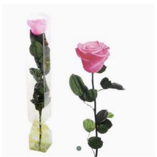 Rosa Eterna Rosa Grande