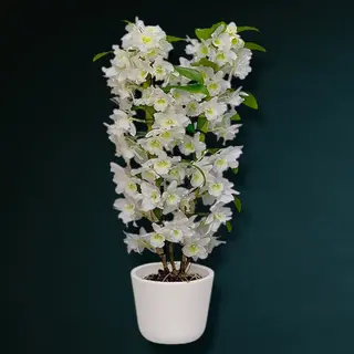 Orhidee Dendrobium Nobile