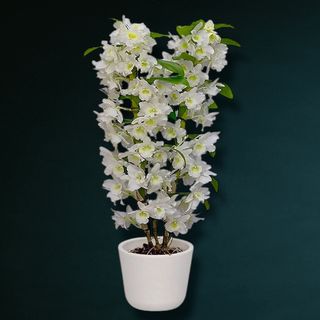 Orhidee Dendrobium Nobile