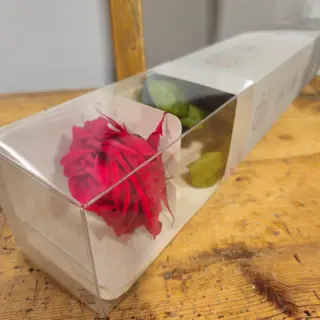 ROSA ETERNA XXL
