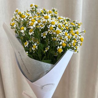 Paquete de Tanacetum 10 Tallos