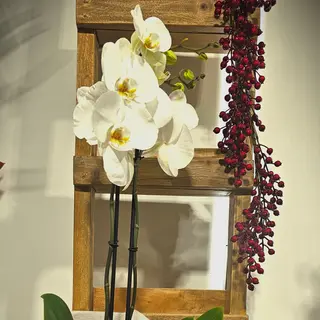 Orquidea Phalaenopsis de 3 varas color segun disponibilidad