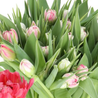 Bukiet tulipanów Flash Point 11