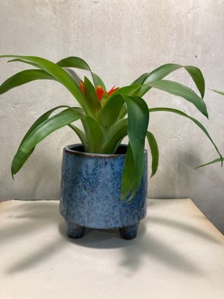 Bromelia En Maceta 