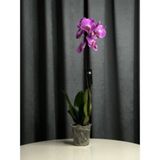 Orhidee roz
