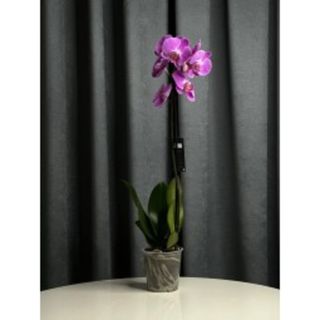 Orhidee roz