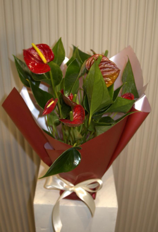 Anthorium  saksijska biljka