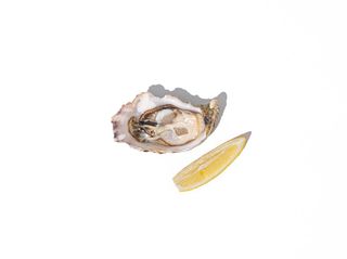 Ostryga dutch krijn nr 2